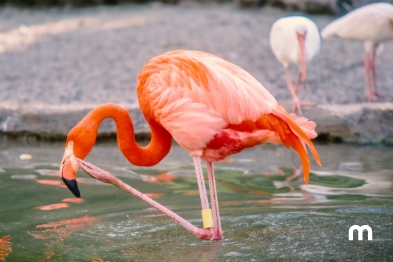  Qué hacer en Fort Lauderdale 3 días